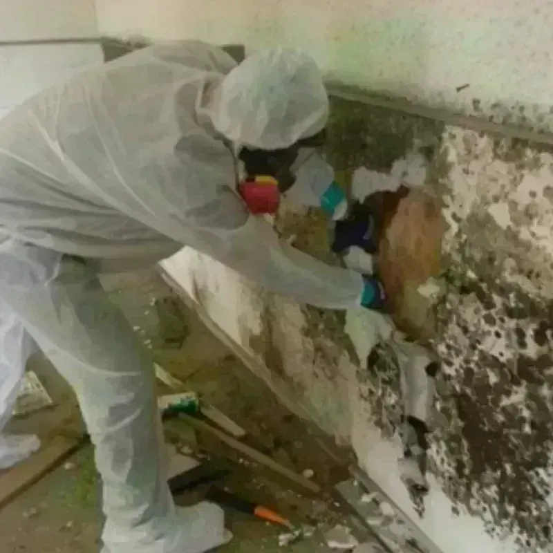 Mold Remediation and Removal in Madison County, IL